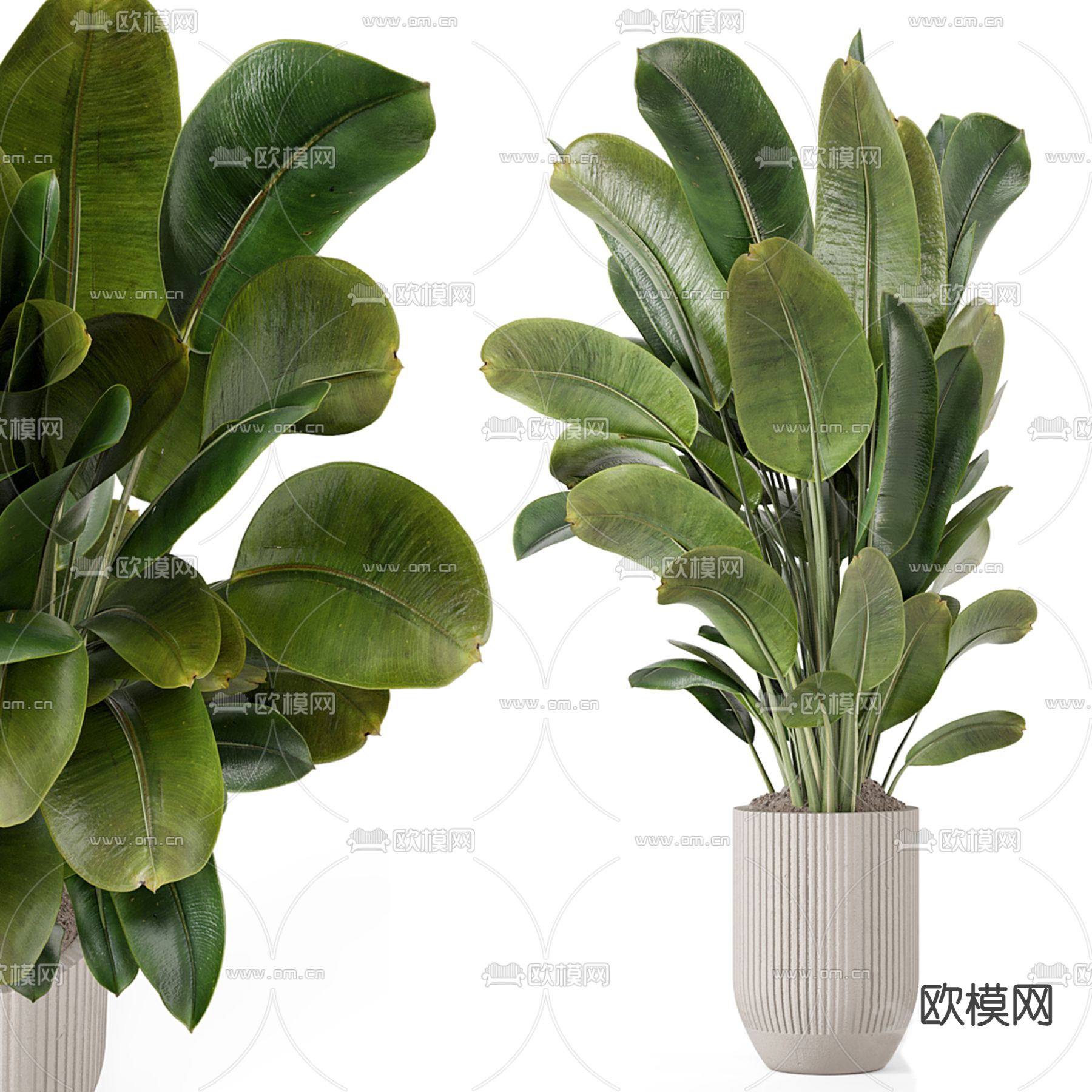 盆栽 盆景 芭蕉3d模型下载