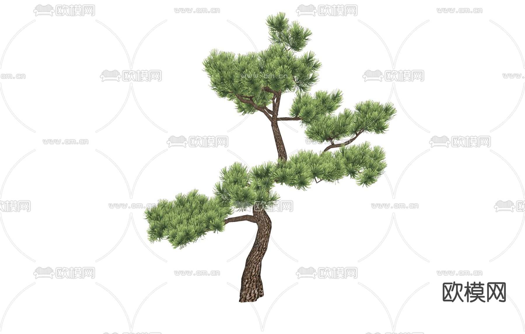 罗汉松绿植 树木 户外树su模型下载（渲染图1）