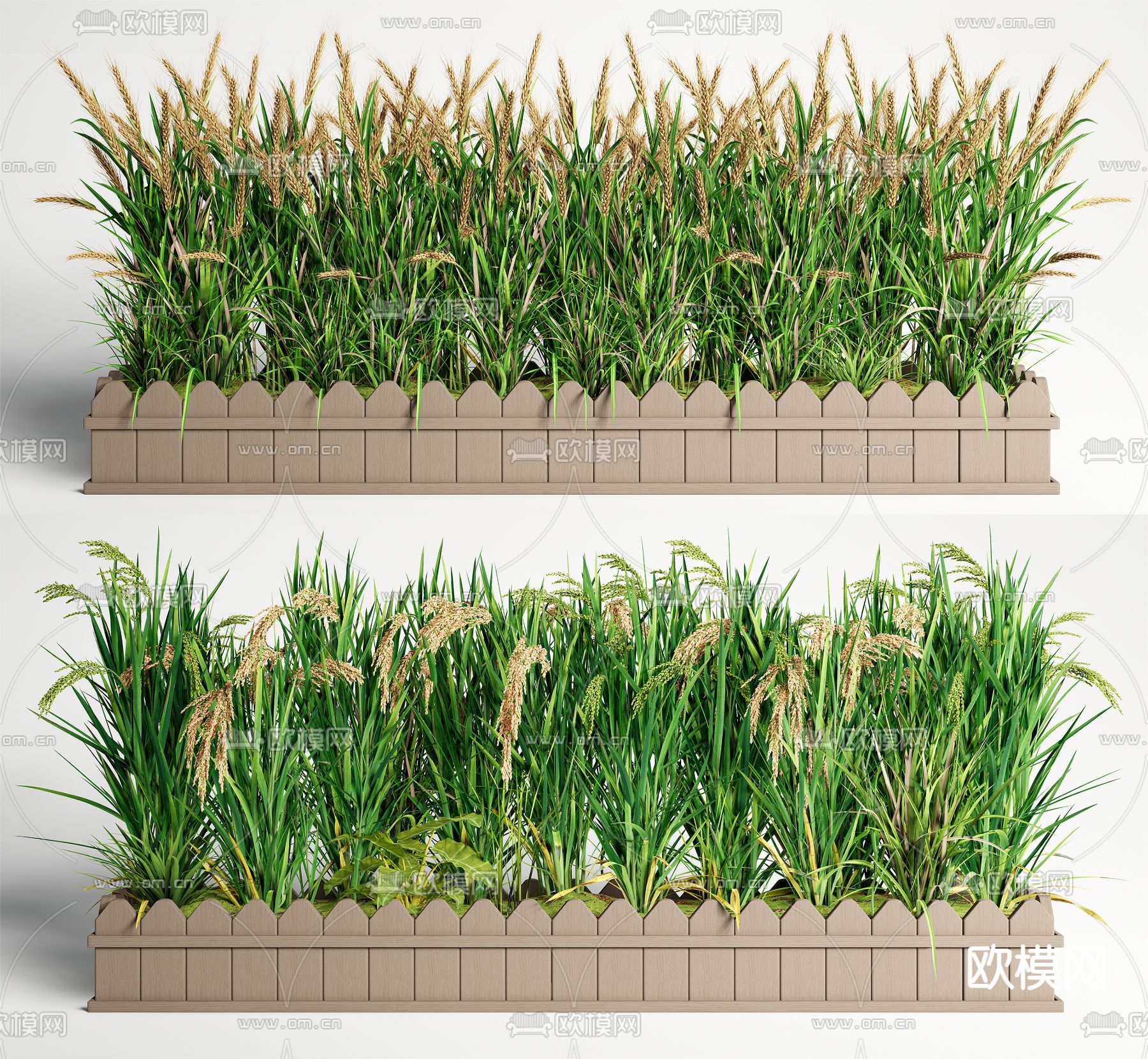 水稻 小麦稻谷 庄稼农作物su模型下载（渲染图2）