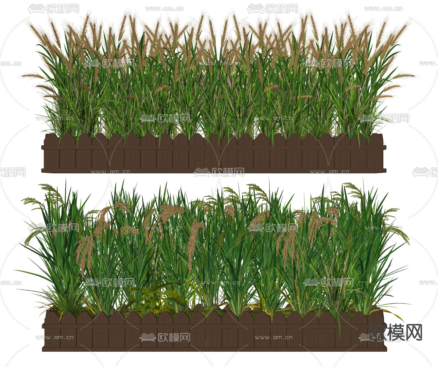 水稻 小麦稻谷 庄稼农作物su模型下载（渲染图1）