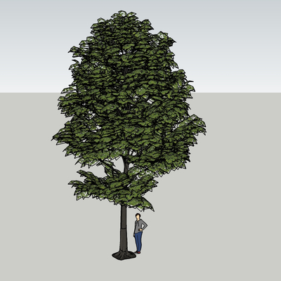  树木su模型 