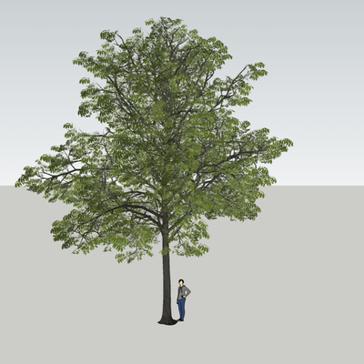  树木su模型 