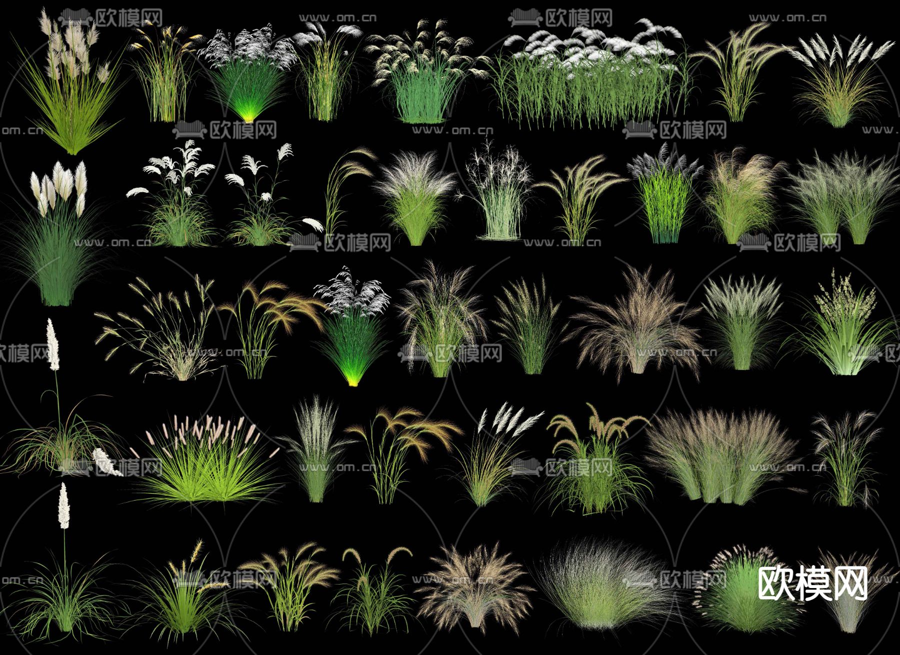 花草 观赏草 矮蒲苇 细叶芒 芒草 芦苇 景观草 小兔子狼尾草su模型下载（渲染图2）