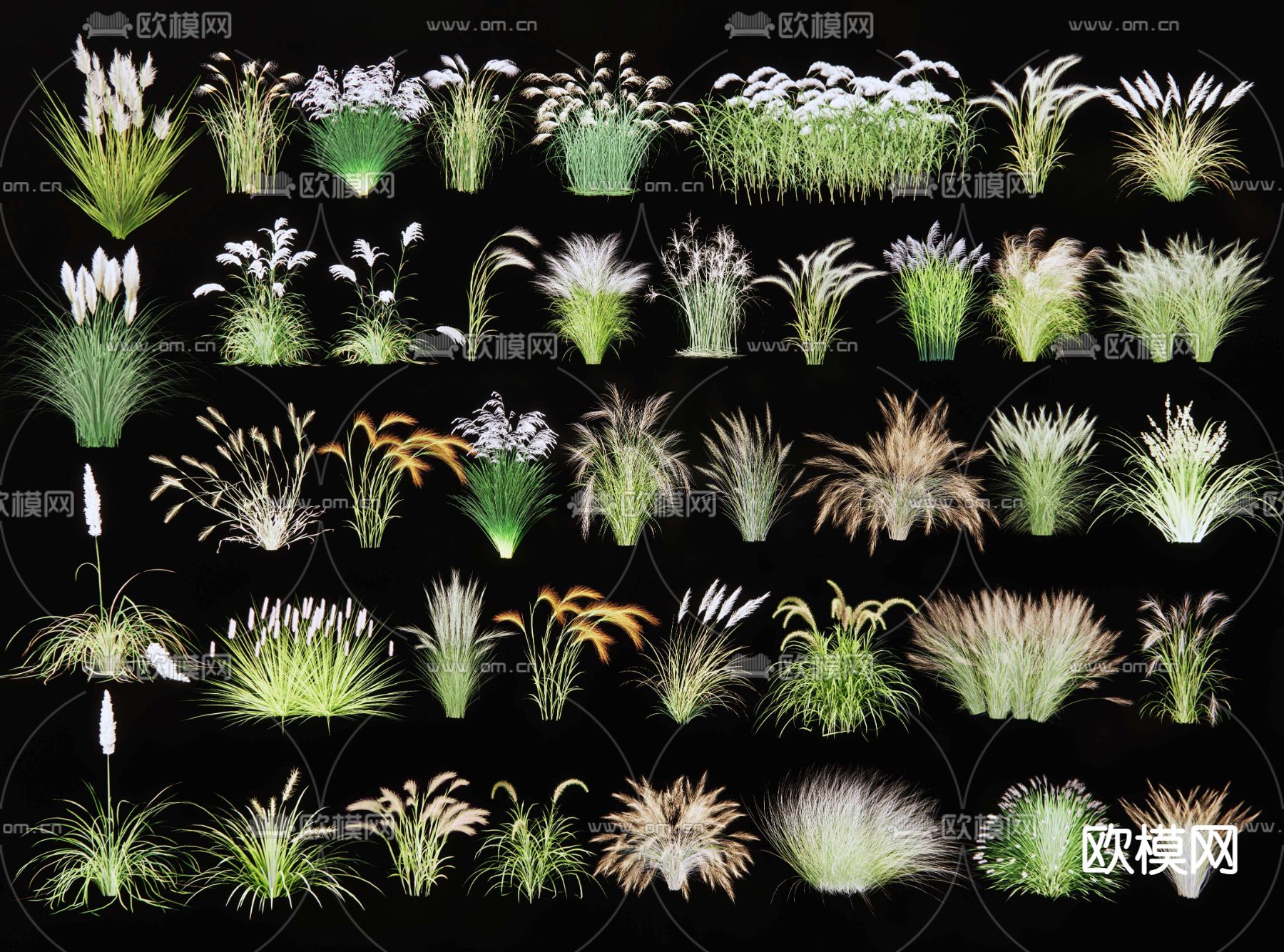 花草 观赏草 矮蒲苇 细叶芒 芒草 芦苇 景观草 小兔子狼尾草su模型下载（渲染图1）
