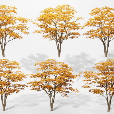  现代景观树 银杏树su模型 