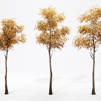  现代景观树 银杏树su模型 