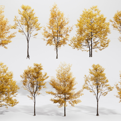  现代景观树 银杏树su模型 