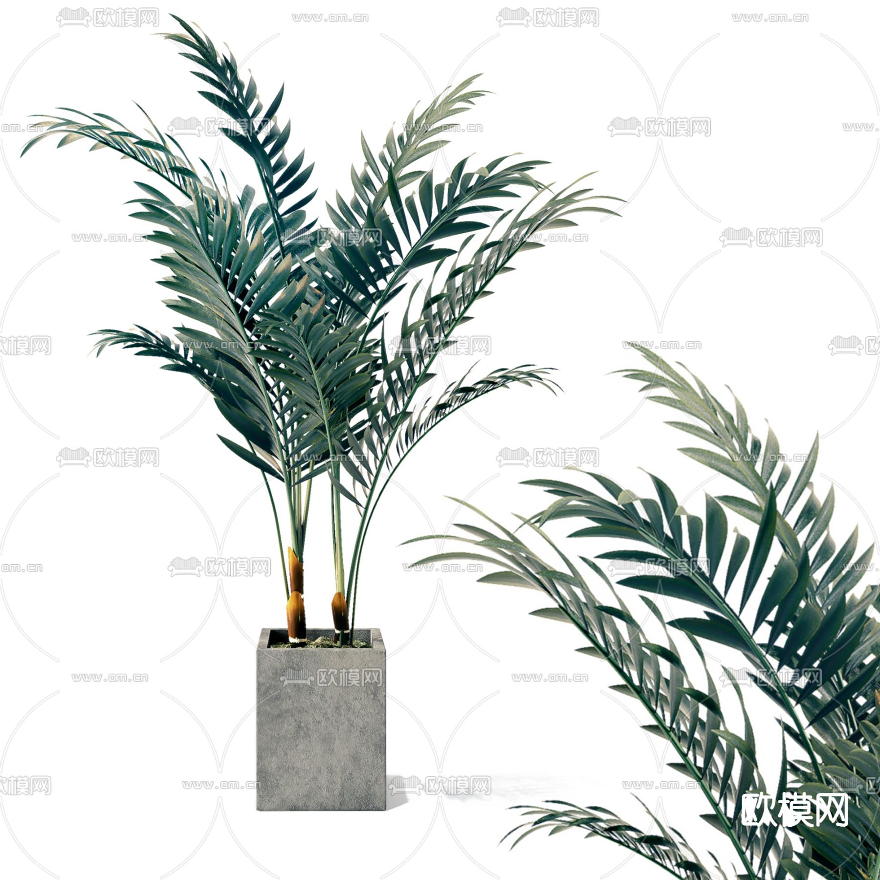 盆栽 盆景 散尾葵3d模型下载_ID15105698_3dmax免费模型-欧模网