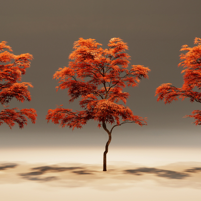  红枫树 鸡爪槭su模型 