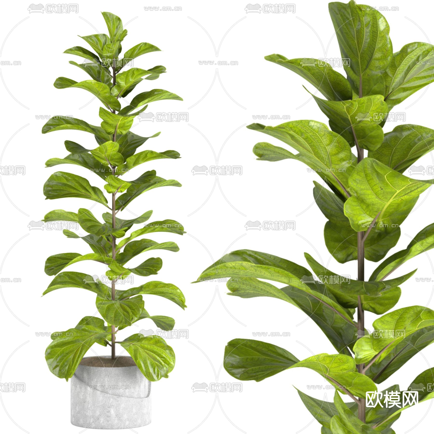 盆栽 盆景 绿植3d模型下载