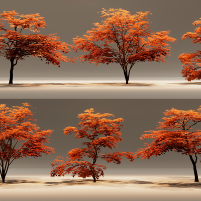  红枫树 鸡爪槭su模型 