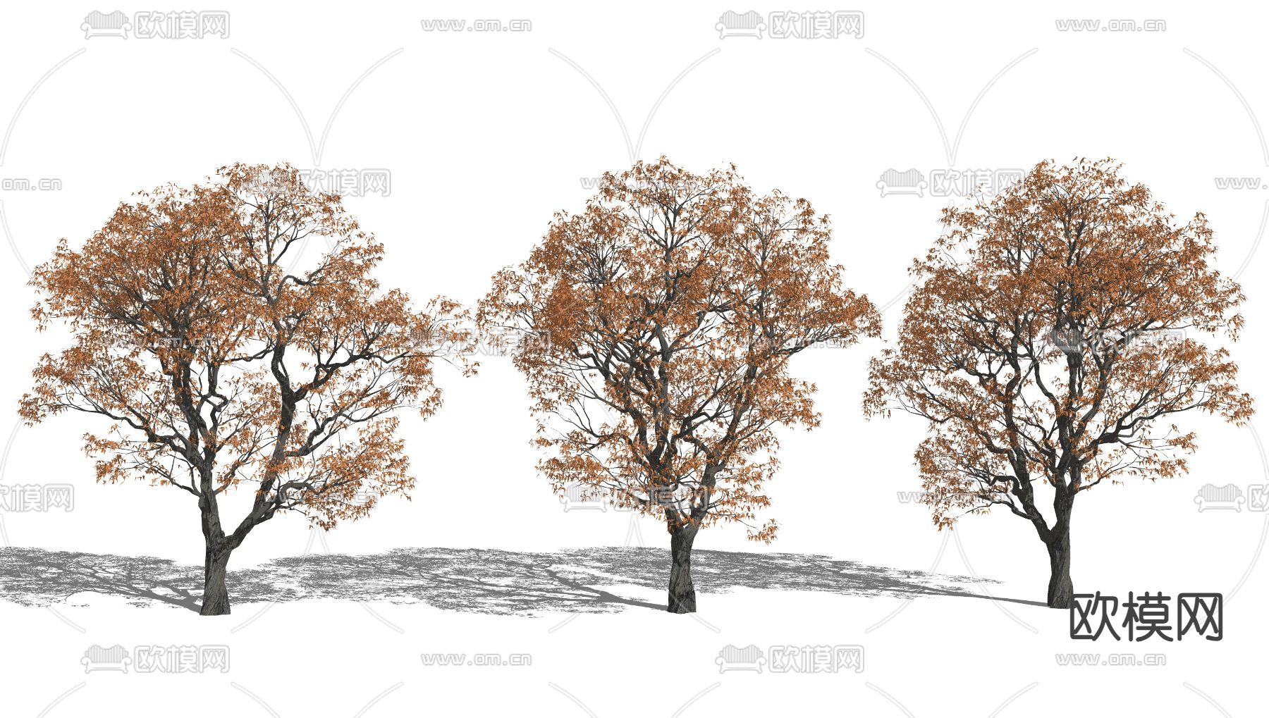 现代景观树 红枫树su模型下载（渲染图1）