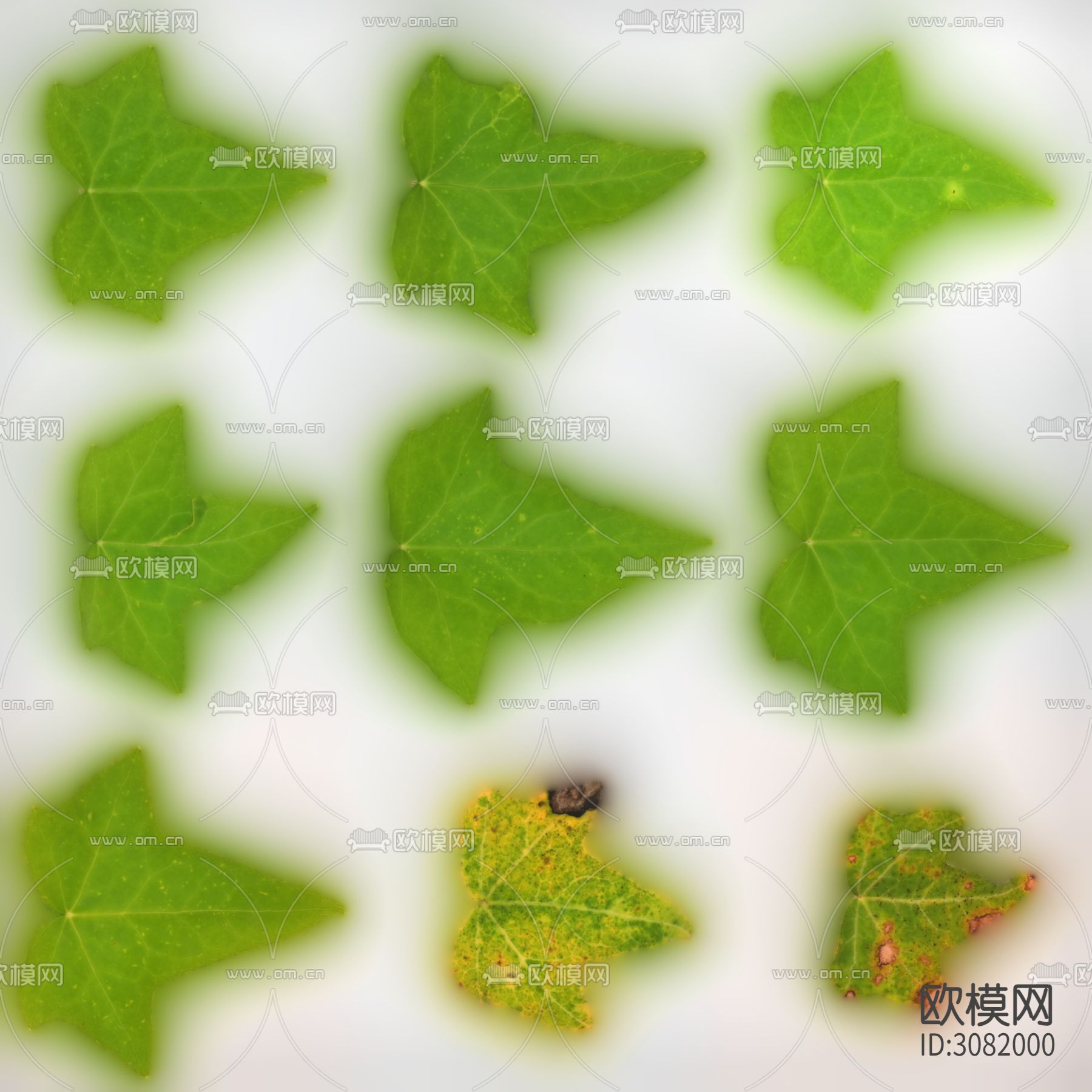 绿色树叶 常春藤叶子贴图下载