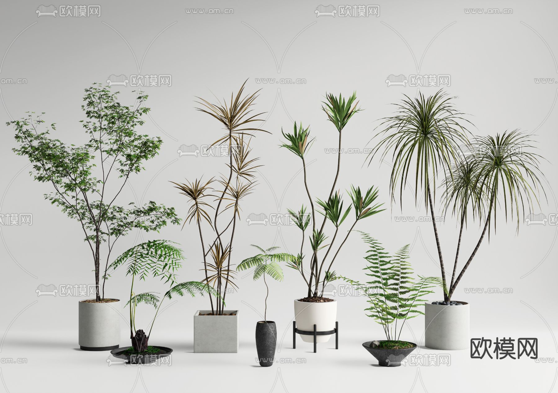 盆景 蕨类 盆栽su模型