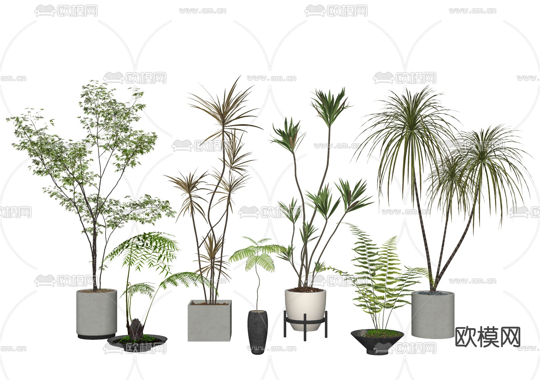 盆景 蕨类 盆栽su模型