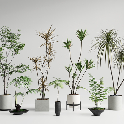 盆景 蕨类 盆栽su模型