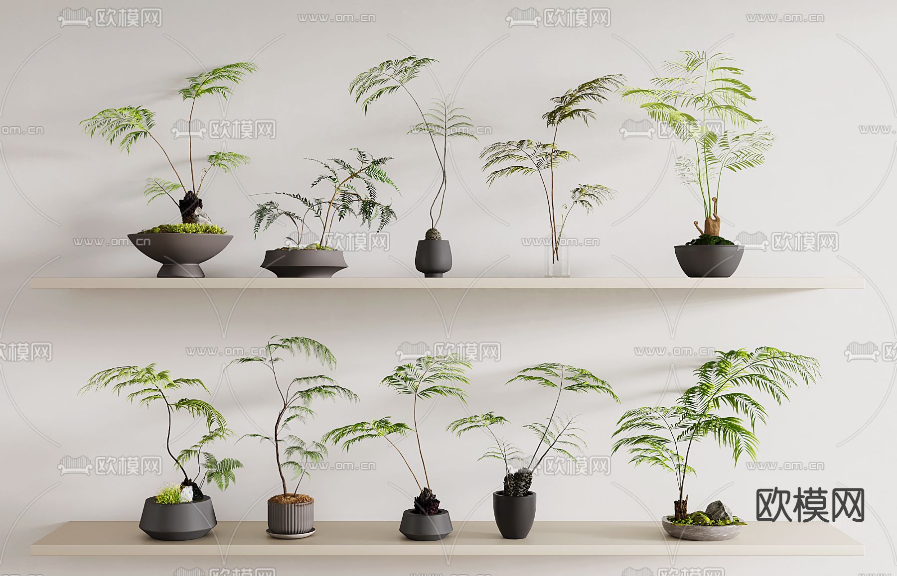 盆栽 盆景 蕨类植物3d模型下载