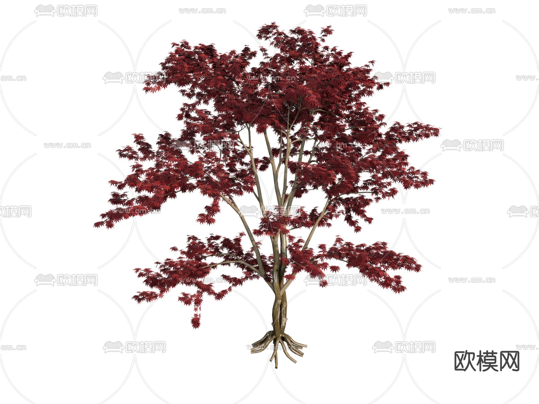 树 枫叶树su模型下载（渲染图2）