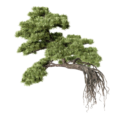  树 植物 罗汉松su模型 