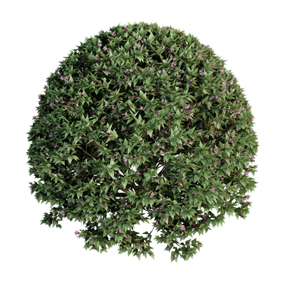  植物 绿植 球形植物su模型 