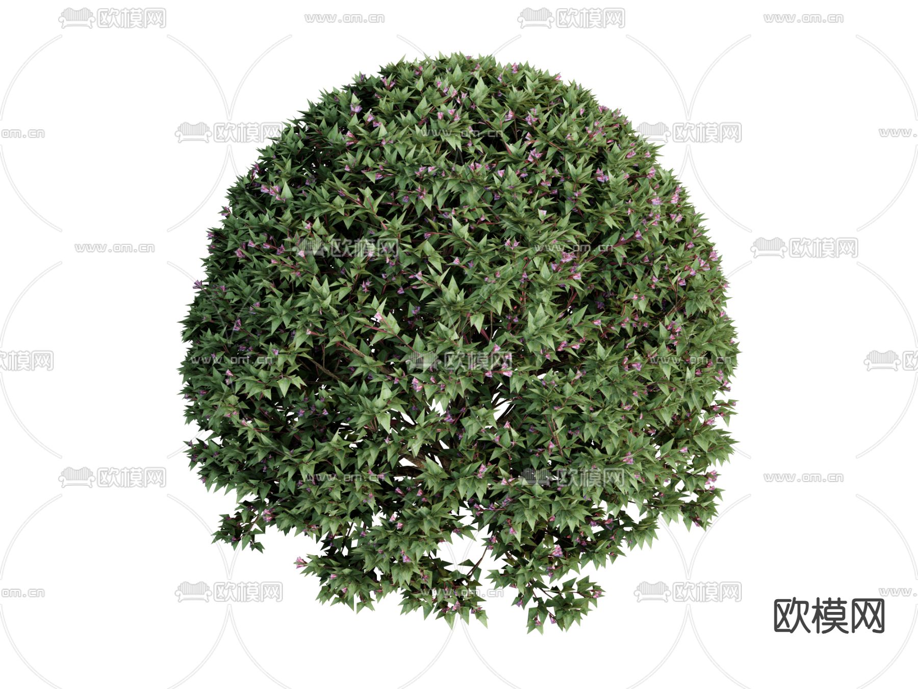 植物 绿植 球形植物su模型下载（渲染图2）