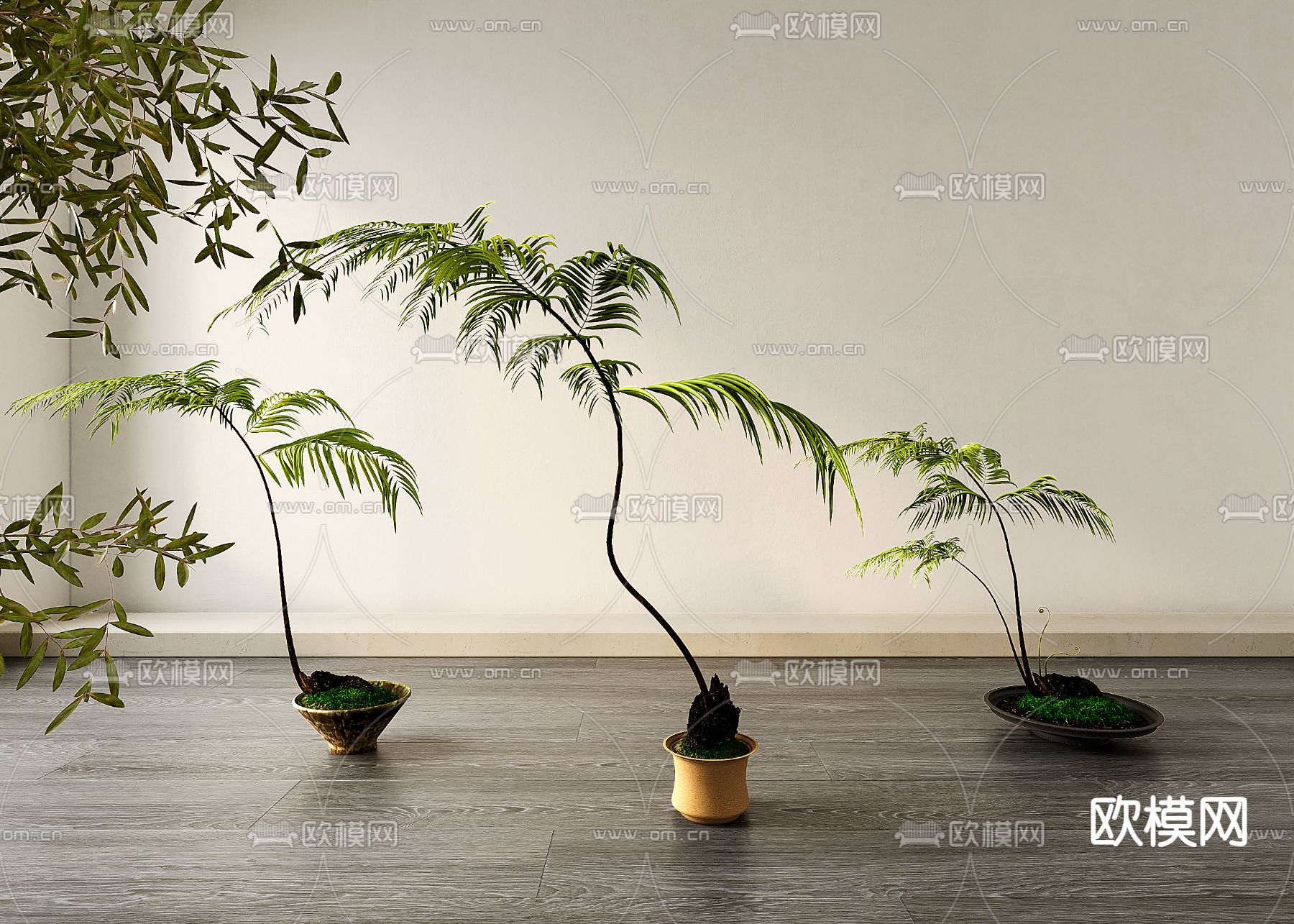 盆栽 盆景 蕨类植物3d模型下载