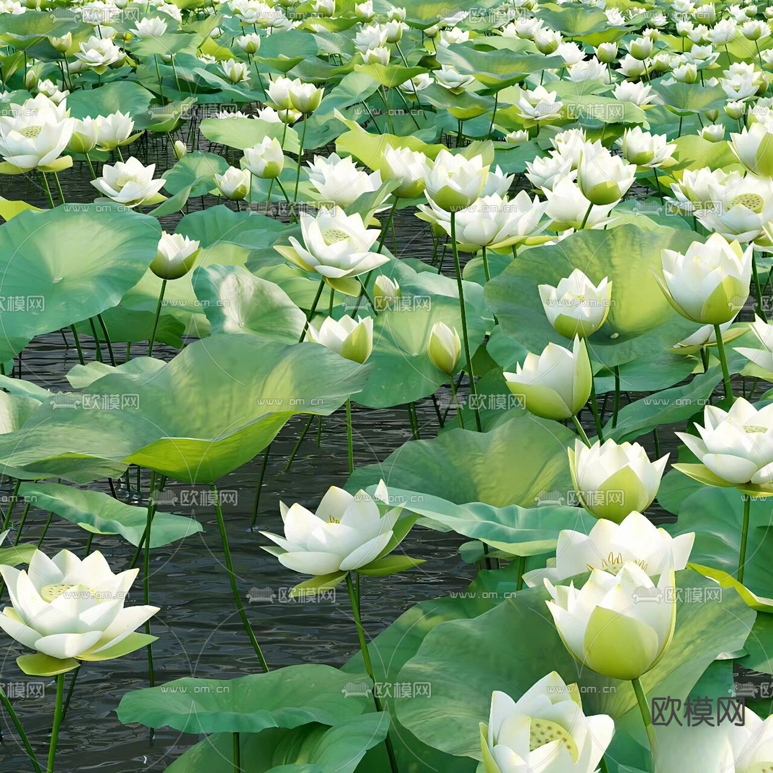 白莲花 荷叶 莲花池3d模型下载（渲染图2）