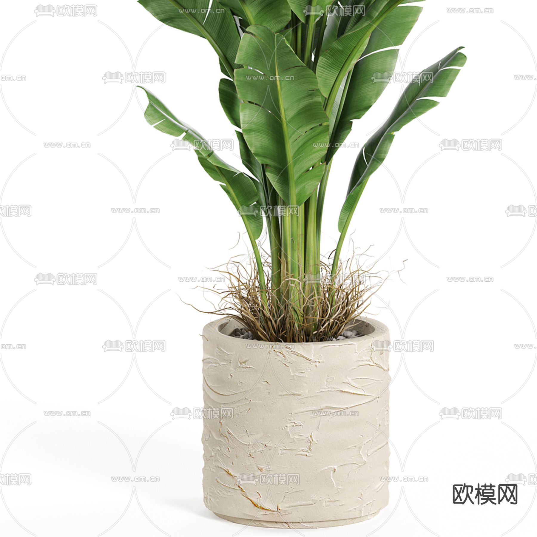 盆栽 盆景 芭蕉3d模型下载