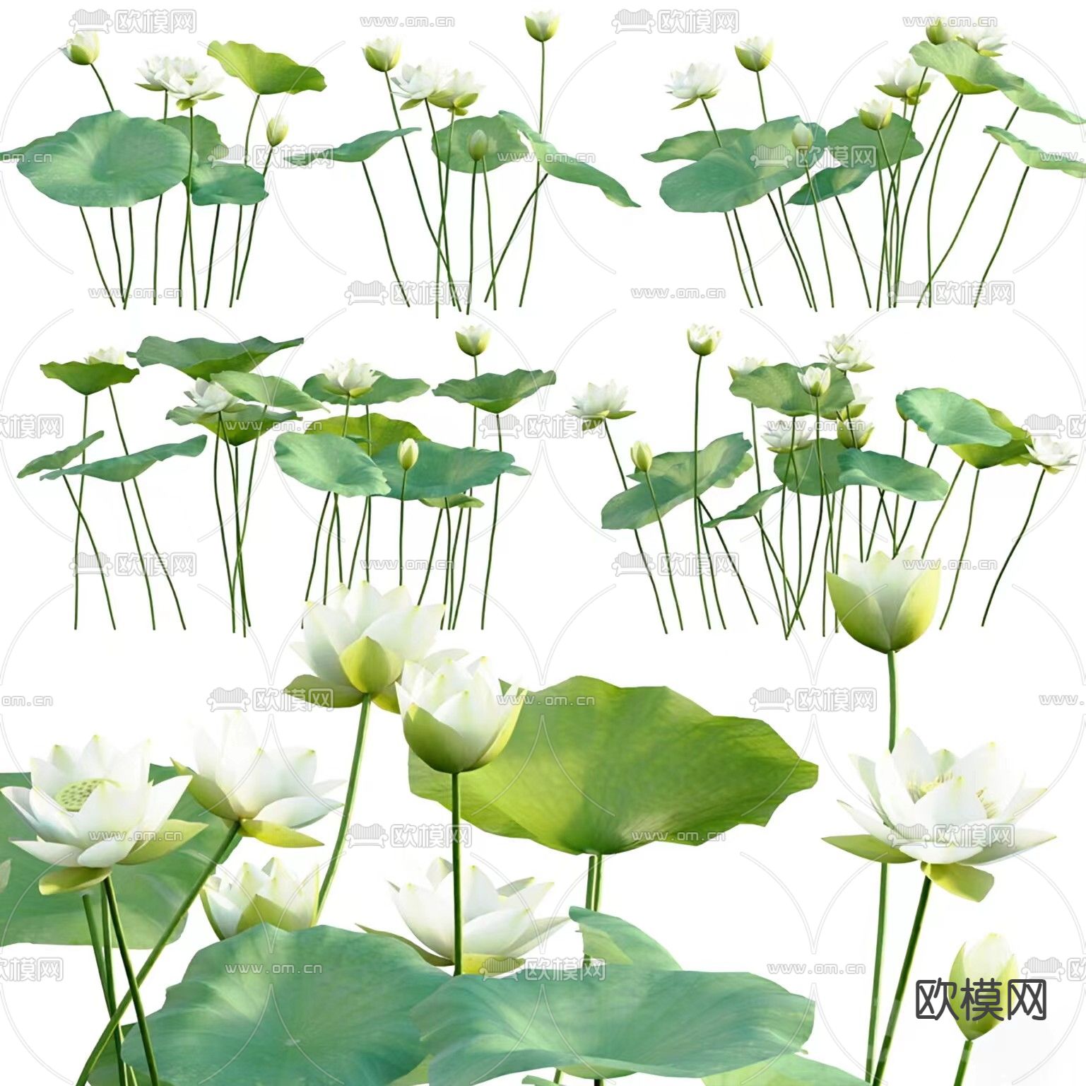 白莲花 荷叶 莲花池3d模型下载（渲染图1）