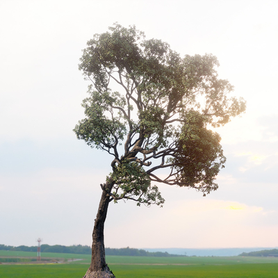  大树 乔木su模型 