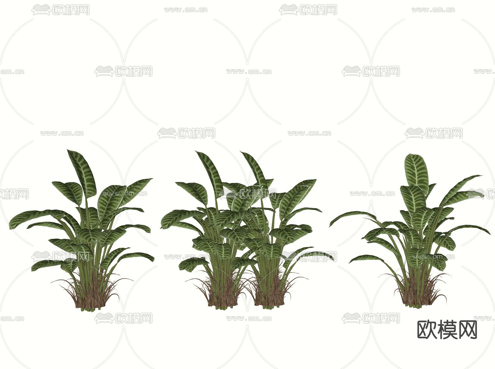 竹芋 花叶万年青 灌木 花草su模型下载（渲染图1）