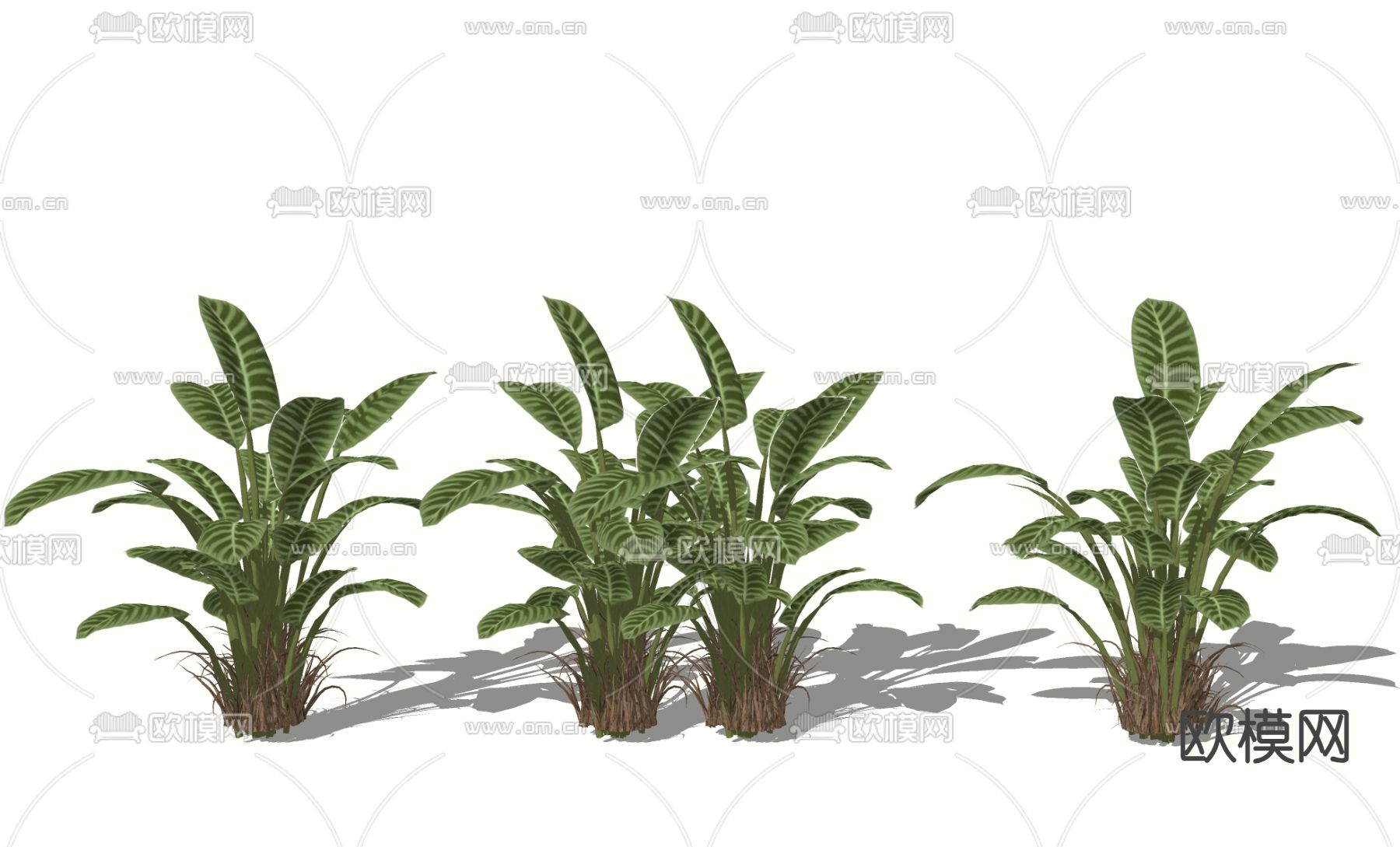 竹芋 花叶万年青 灌木 花草su模型下载（渲染图2）