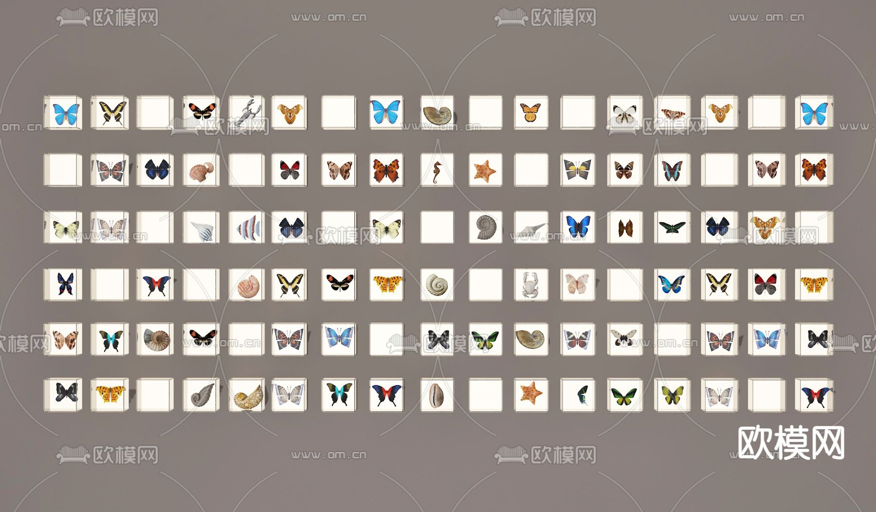 动物标本 蝴蝶标本 昆虫标本 标本墙3d模型下载