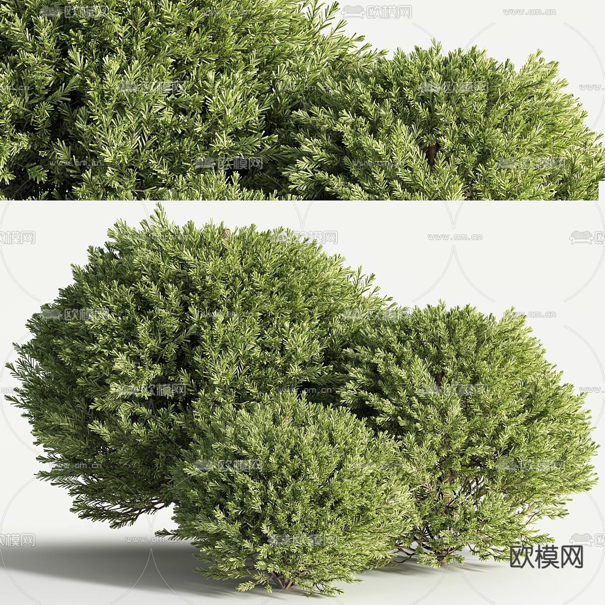 灌木丛 植物 绿植3d模型下载