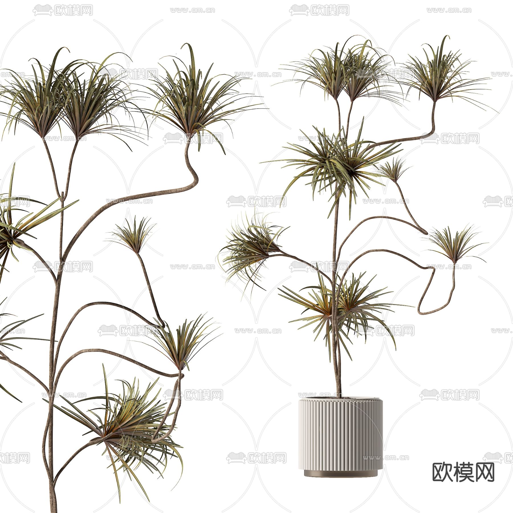 盆栽 盆景 千年木3d模型下载