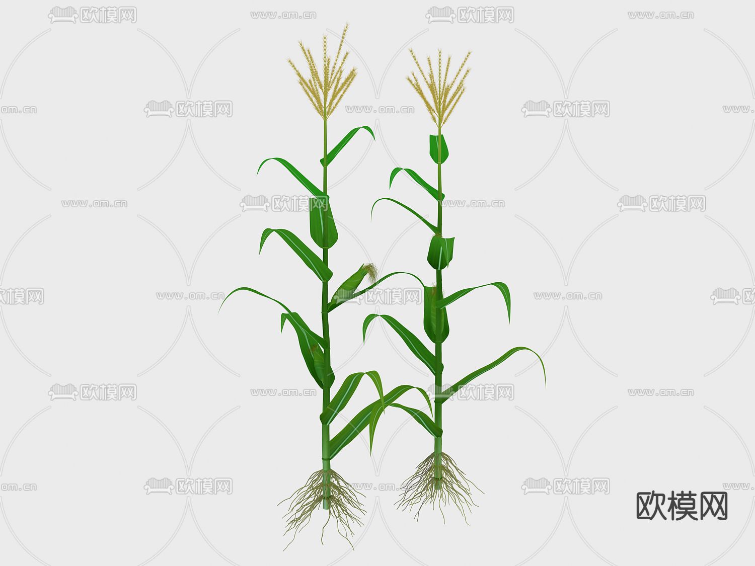 草本植物 玉米苗 玉蜀黍3d模型下载
