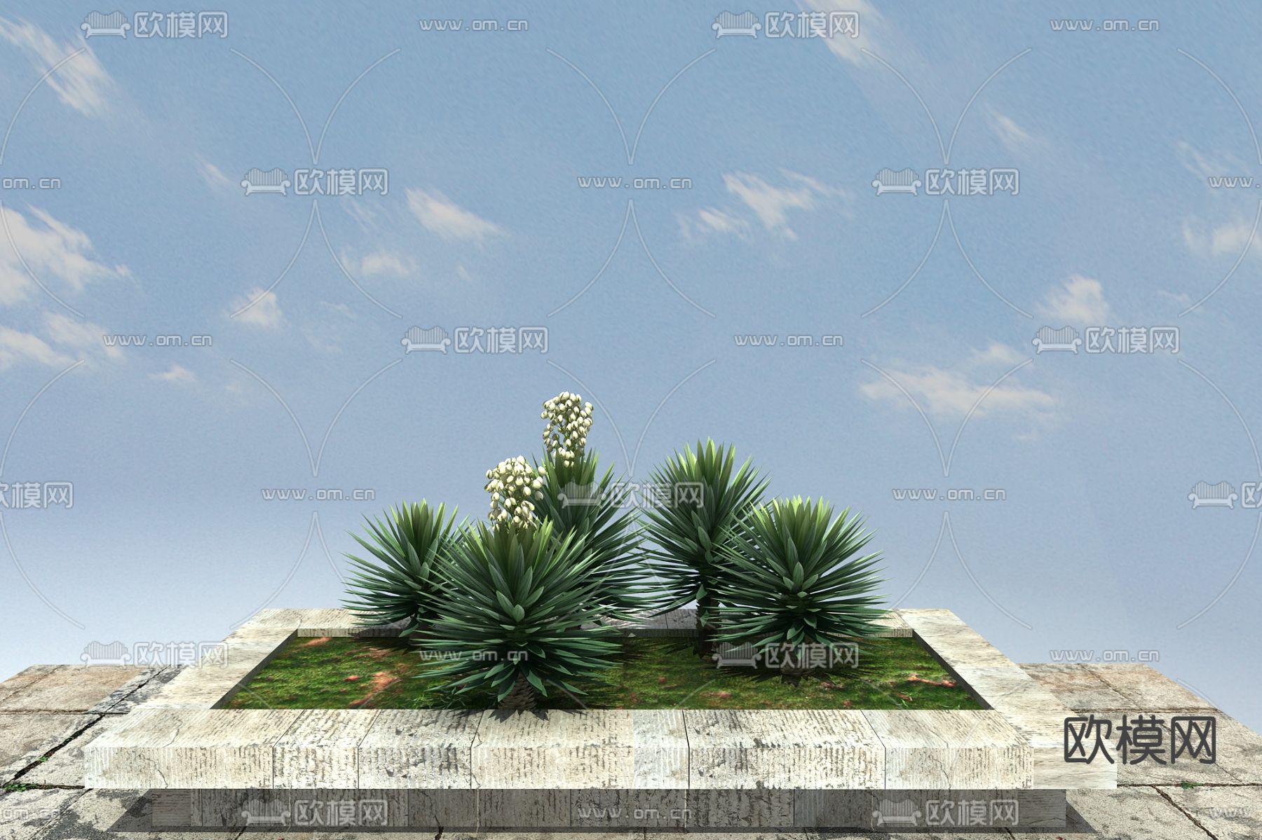 常绿灌木 丝兰3d模型下载