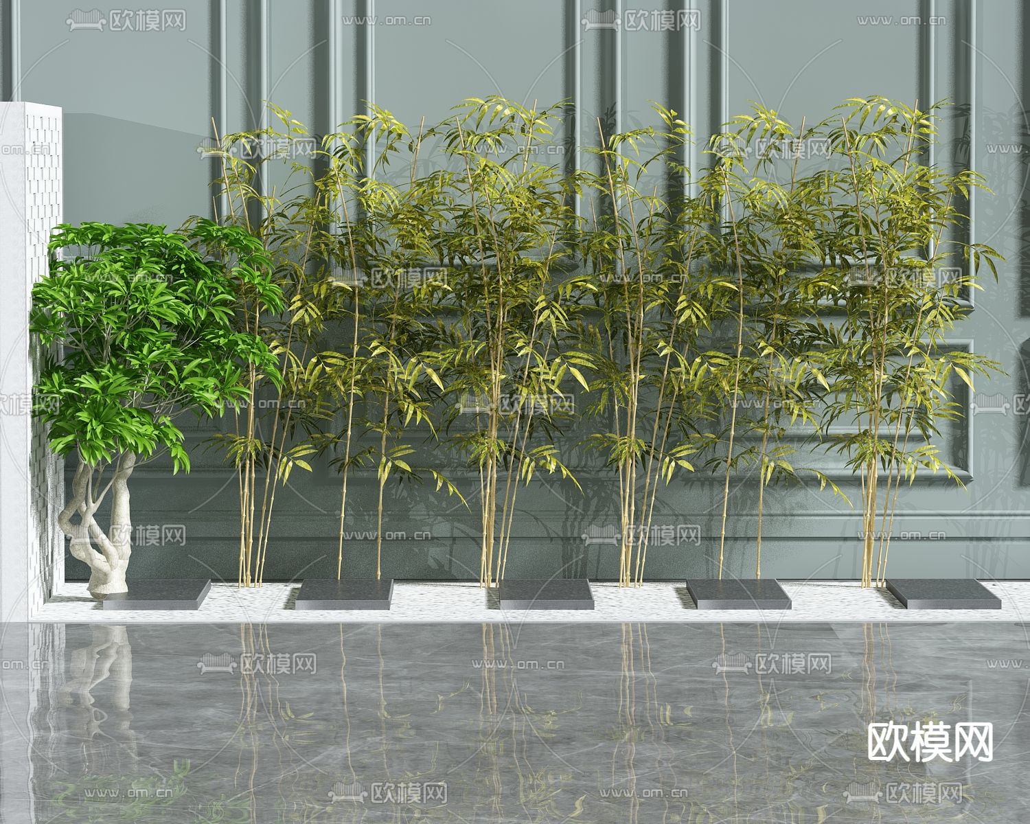 竹子 方竹 翠竹 富贵竹3d模型下载