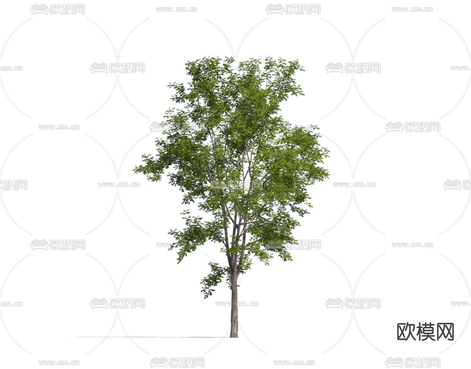 景观树 大树 树木 乔木3d模型下载