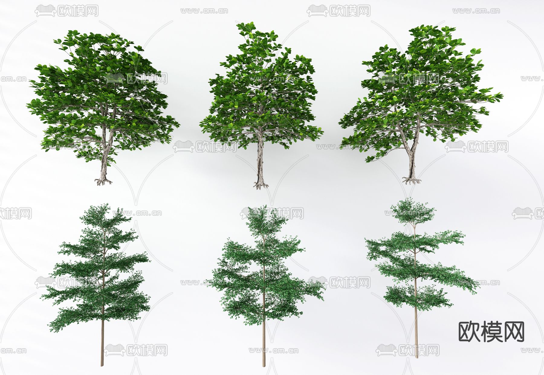 景观树 树木 榄仁树3d模型下载