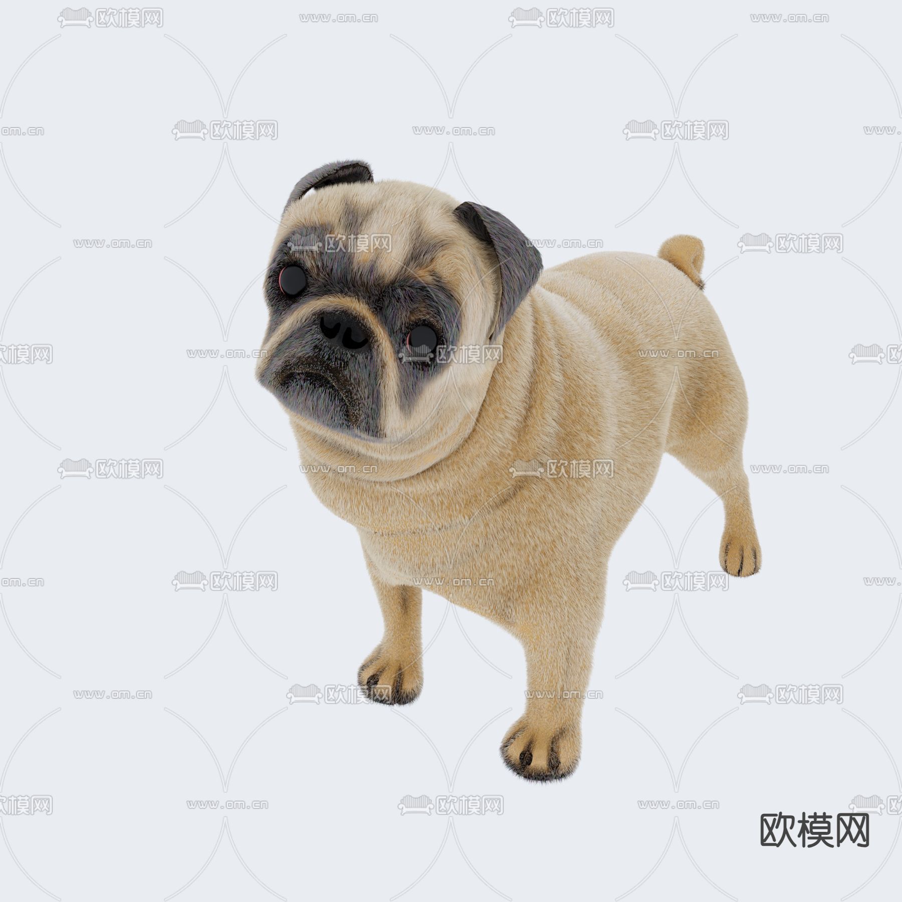 宠物狗 小狗 八哥犬3d模型下载