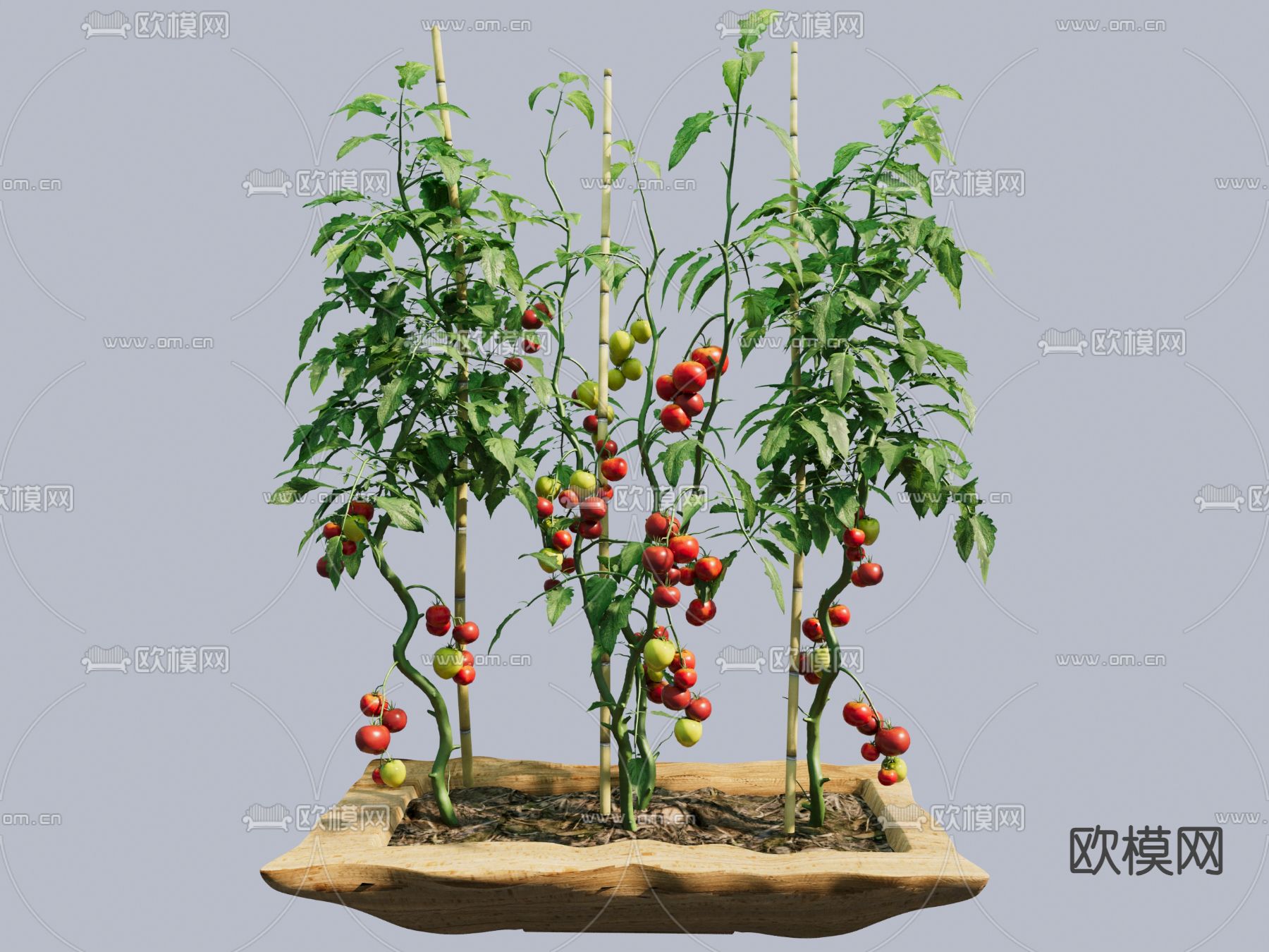 番茄盆栽 盆景3d模型下载