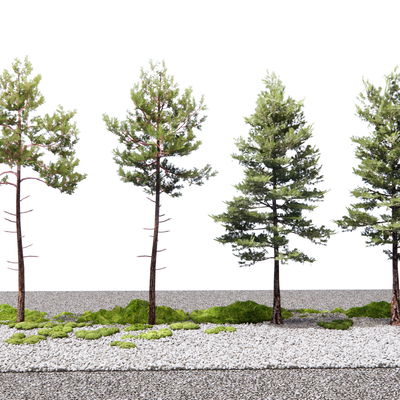  松树 景观树 雪松su模型 