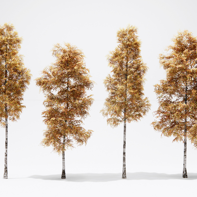  银杏树 景观树su模型 