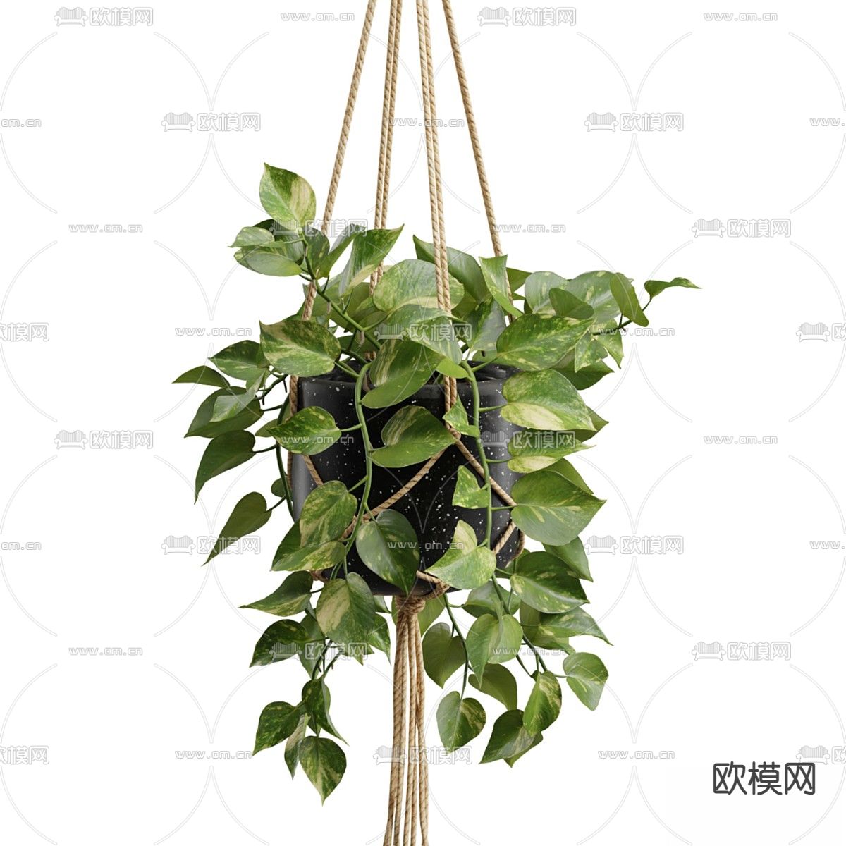 盆栽 盆景 吊篮 绿植3d模型下载（渲染图5）