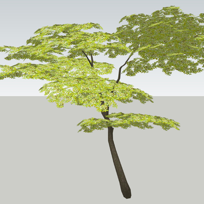  植物 树木 大树su模型 