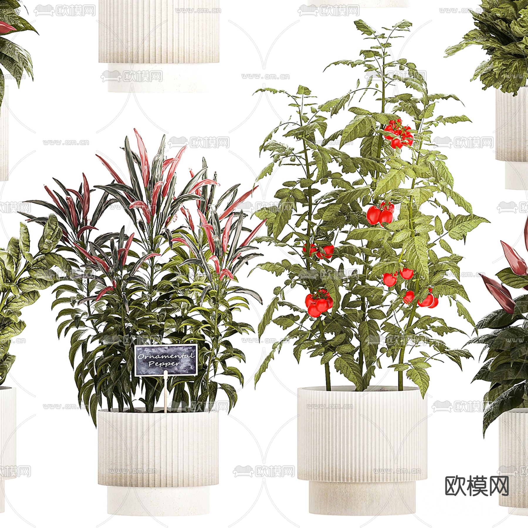 蔬菜盆栽 盆景3d模型下载（渲染图2）