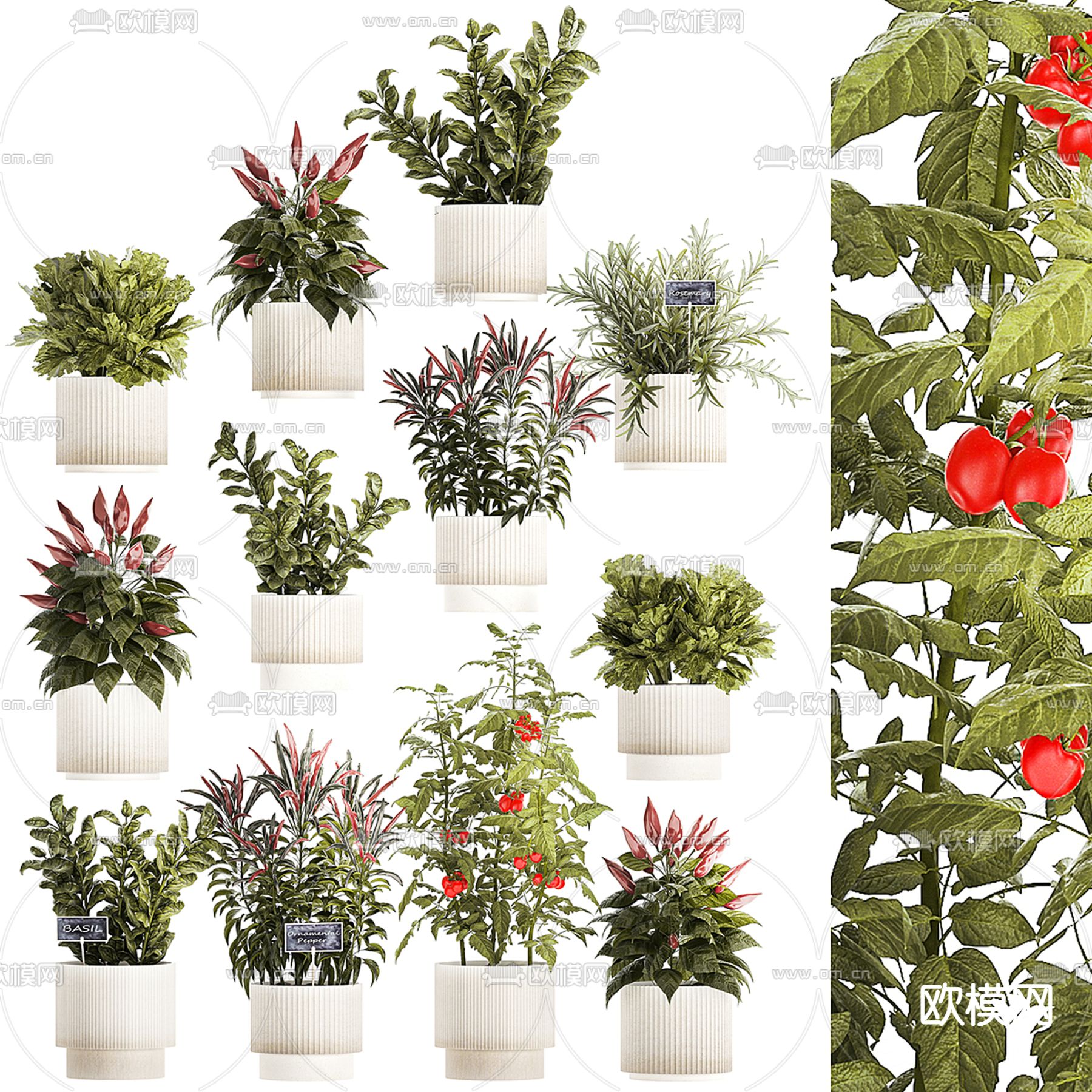 蔬菜盆栽 盆景3d模型下载（渲染图1）