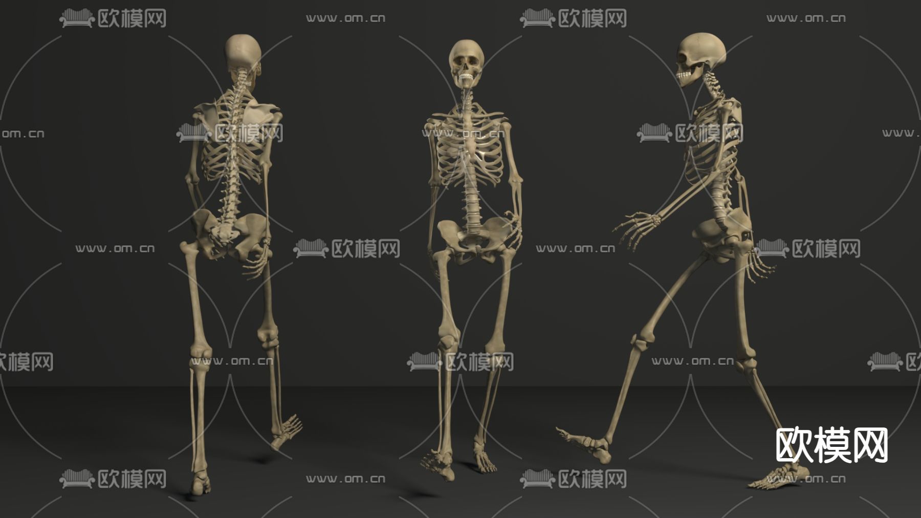 人体骨骼 骷髅3d模型下载