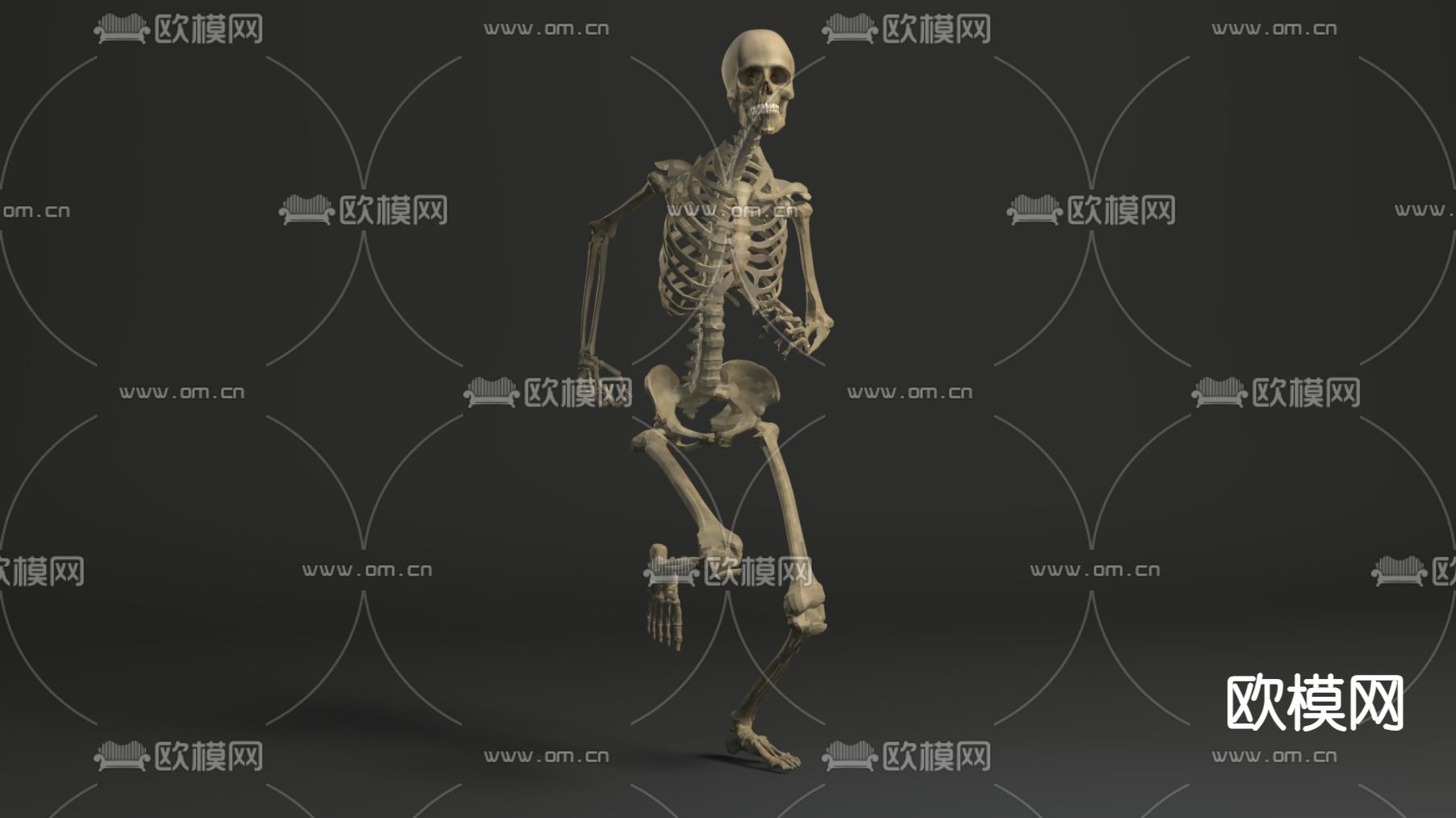 人体骨骼 骷髅3d模型下载（渲染图2）